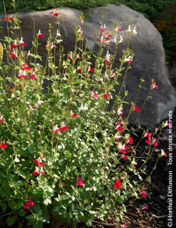 SALVIA microphylla HOT LIPS- Sauge à petites feuilles