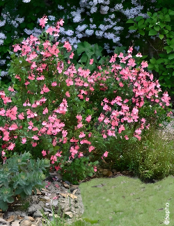 SALVIA jamensis PLUENN®- Sauge hybride à petites feuilles