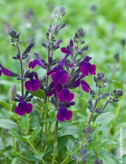 Sauge Salvia jamensis Violette de Loire – Vivace parfumée à floraison violette lumineuse pour massifs et terrasses