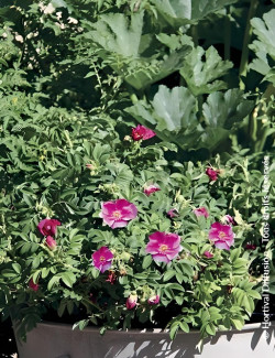 ROSA rugosa ANGELIA® EGLANTINE - Rosier du Japon, rosier rugueux