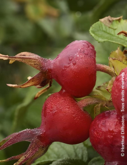 ROSA rugosa ANGELIA® PINK - Rosier du Japon, rosier rugueux