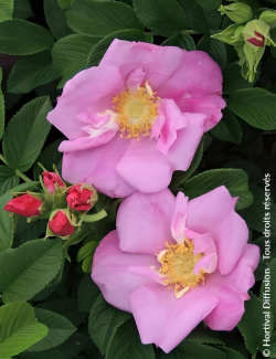 ROSA rugosa ANGELIA® PINK - Rosier du Japon, rosier rugueux