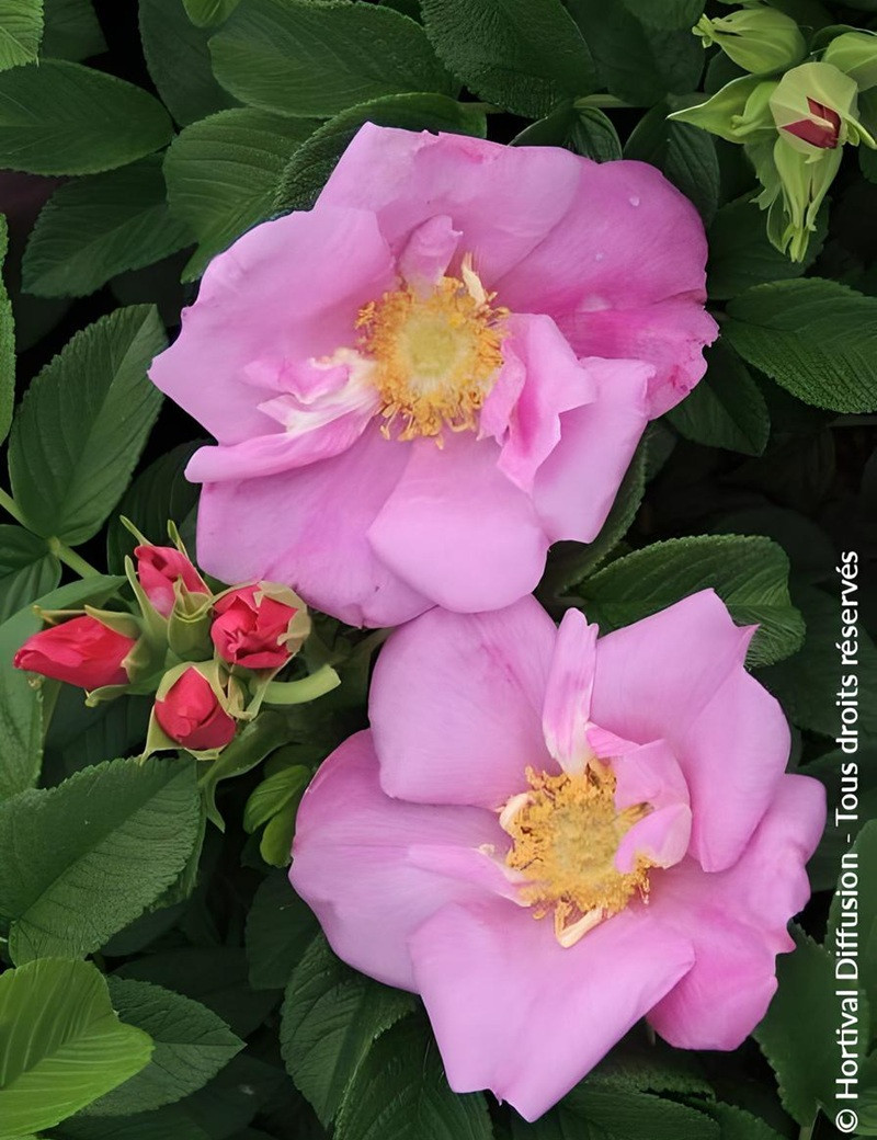 ROSA rugosa ANGELIA® PINK - Rosier du Japon, rosier rugueux