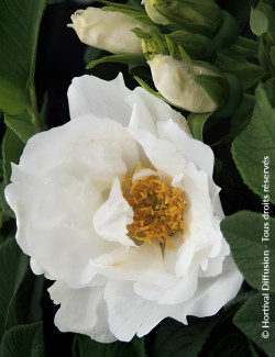 ROSA rugosa ANGELIA® WHITE - Rosier du Japon, rosier rugueux