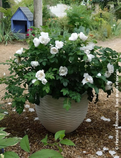 ROSA rugosa ANGELIA® WHITE - Rosier du Japon, rosier rugueux
