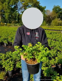 ROSA rugosa ANGELIA® PURPLE - Rosier du Japon, rosier rugueux