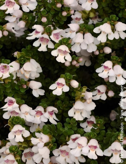 menthe-australienne-prostanthera-cuneata.jpg
