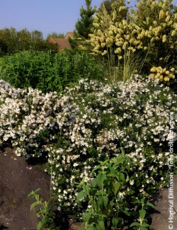 menthe-australienne-prostanthera-cuneata-1.jpg