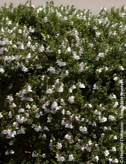 menthe-australienne-prostanthera-cuneata-2.jpg