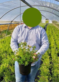 POTENTILLA fruticosa BELLISSIMA® - Potentille En pot de 4-5 litres buisson hauteur 030-040 cm