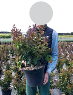 LAGERSTROEMIA En pot de 7-10 litres