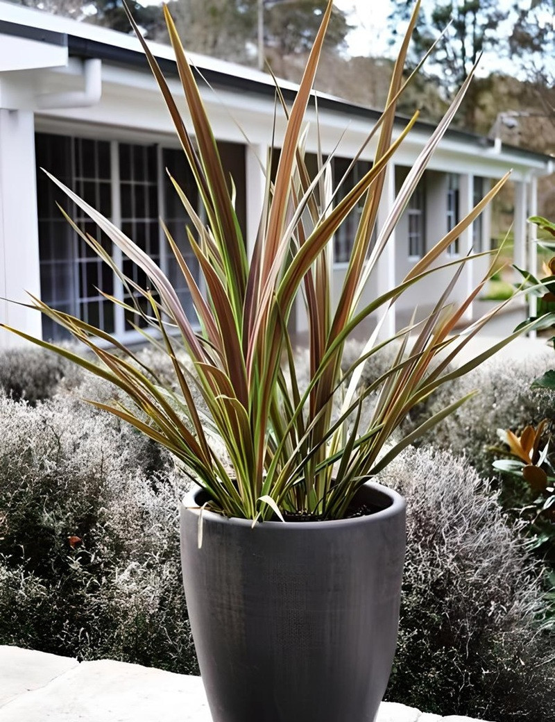 CORDYLINE banksii ELECTRIC STAR® - Cordyline