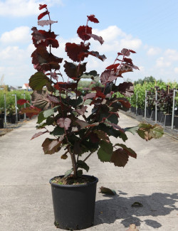 CORYLUS avellana ROTE ZELLERNUSS - Noisetier pourpre En pot de 10-12 litres buisson hauteur 060-080 cm