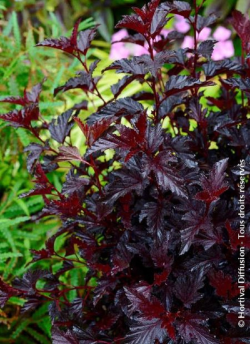 PHYSOCARPUS opulifolius ALL BLACK® (Physocarpus à feuilles d'Obier)