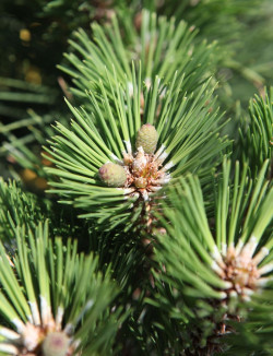 PINUS nigra NANA - Pin noir nain
