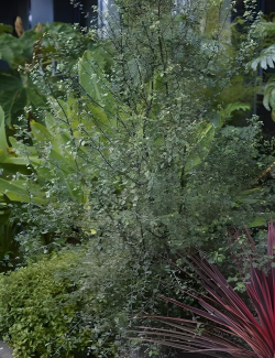 PITTOSPORUM tenuifolium GREEN ELF - Pittospore à petites feuilles