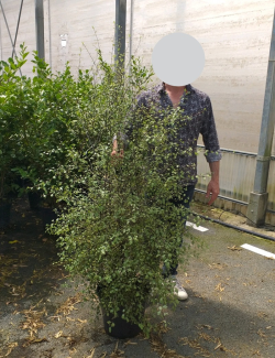 PITTOSPORUM tenuifolium GREEN ELF - Pittospore à petites feuilles En pot de 15-20 litres buisson extra fort