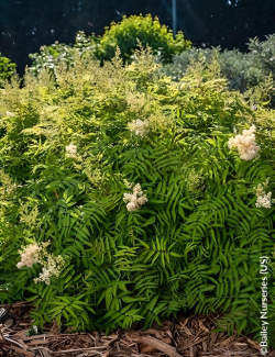SORBARIA sorbifolia MATCHA BALL® - Sorbaire à feuilles de sorbier
