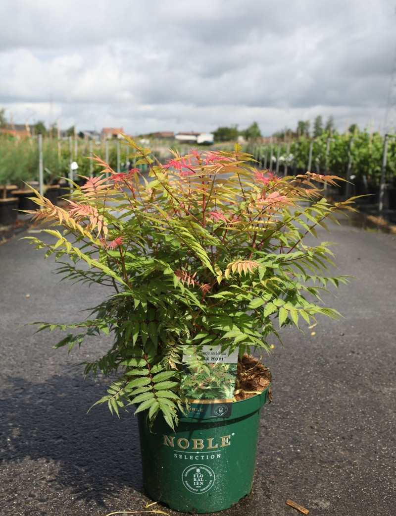 SORBARIA sorbifolia PINK HOPI - Sorbaire à feuilles de sorbier En pot de 10-12 litres buisson hauteur 040-060 cm