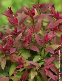 SPIRAEA japonica DOUBLE PLAY RED - Spirée