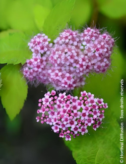 SPIRAEA japonica DOUBLE PLAY BIG BANG - Spirée