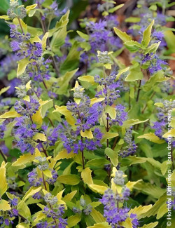 CARYOPTERIS clandonensis SUNNY BLUE® - Barbe bleue