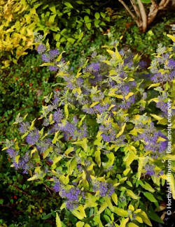 CARYOPTERIS clandonensis SUNNY BLUE® - Barbe bleue