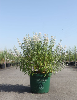CARYOPTERIS clandonensis PINK PERFECTION® - Barbe bleue En pot de 10-12 litres buisson hauteur 040-060 cm