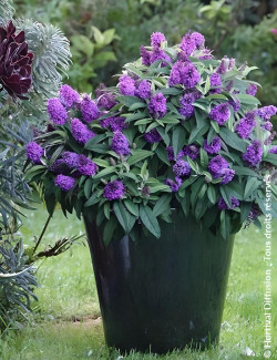 BUDDLEIA davidii TINY BUDDY VIOLET® - Arbre aux papillons