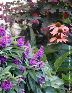 BUDDLEIA davidii TINY BUDDY VIOLET® - Arbre aux papillons