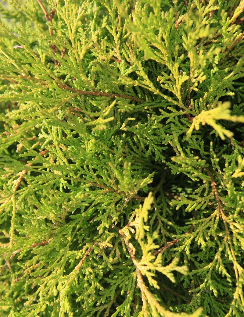 cypres-hinoki-kamarachiba-chamaecyparis-obtusa-kamarachiba-1.jpg