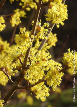 CORNUS officinalis ROBIN'S PRIDE- Cornouiller officinal