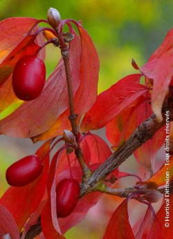 CORNUS officinalis ROBIN'S PRIDE- Cornouiller officinal