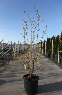 CORNUS officinalis ROBIN'S PRIDE- Cornouiller officinal