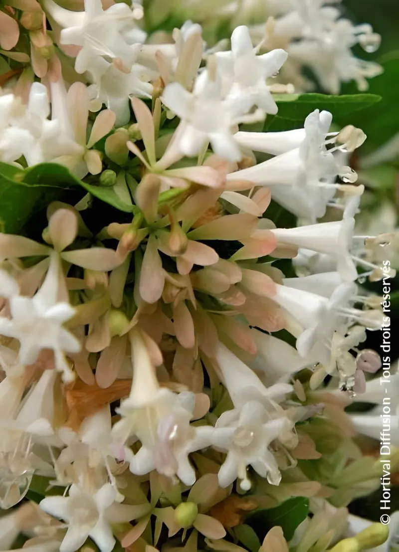 abelia-de-chine-abelia-chinensis.jpg