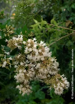 abelia-de-chine-abelia-chinensis-1.jpg