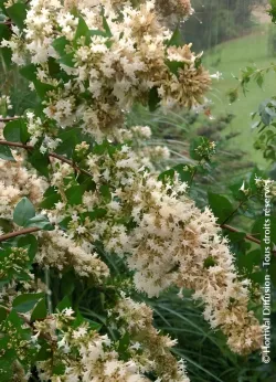 abelia-de-chine-abelia-chinensis-2.jpg