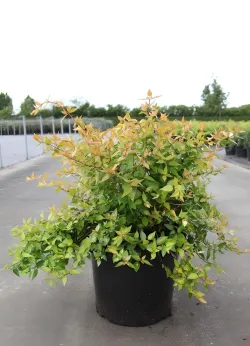 abelia-a-grandes-fleurs-francis-mason-abelia-grandiflora-francis-mason.jpg