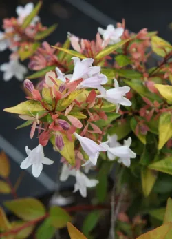 abelia-a-grandes-fleurs-francis-mason-abelia-grandiflora-francis-mason.jpg