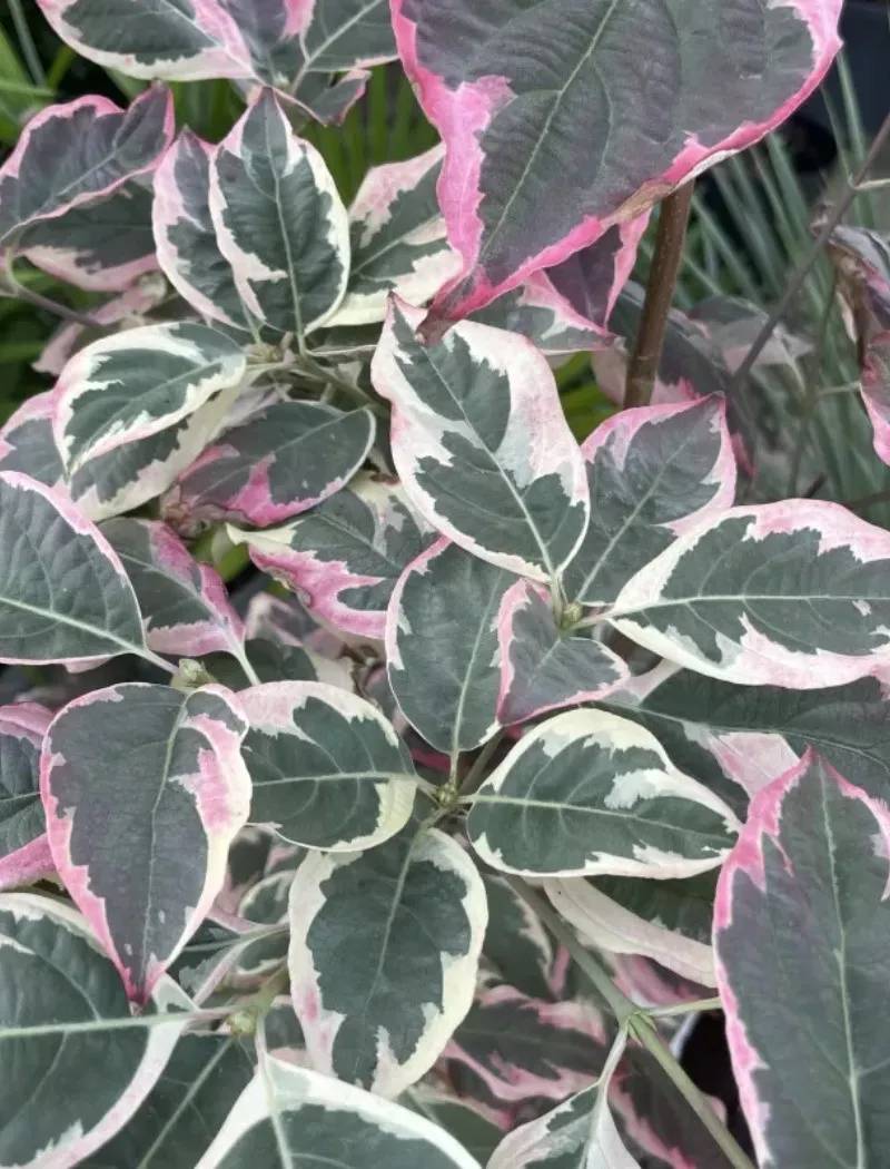 cornus-peve-sammy.jpg