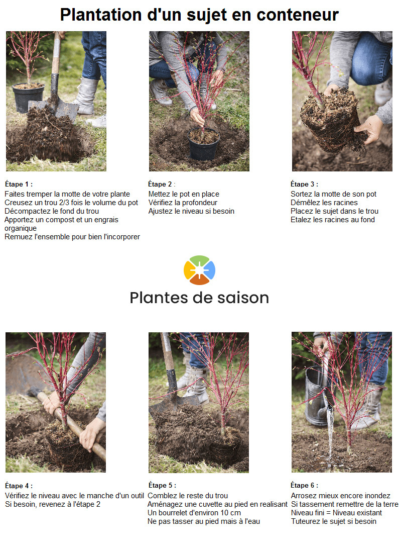 Guide et conseils de plantation